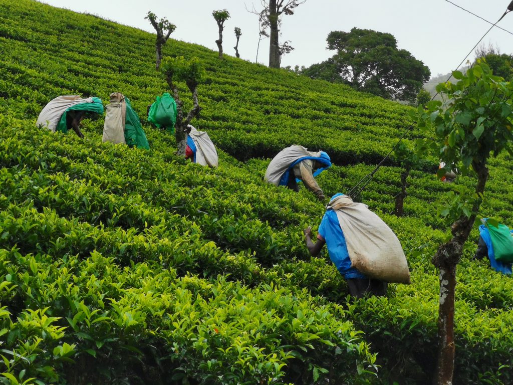 Podium team sponsors students of tea plantation workers in Sri Lanka