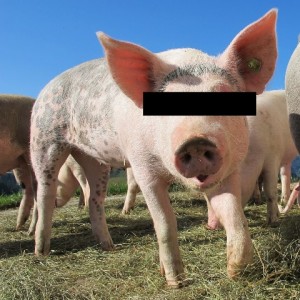 A pig. Identity concealed for legal reasons.
