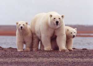 polar-bear-674001_1280