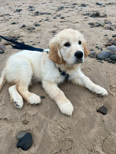 beach pup